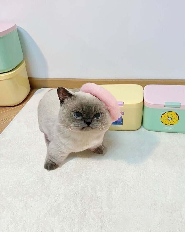 유머 이미지 1