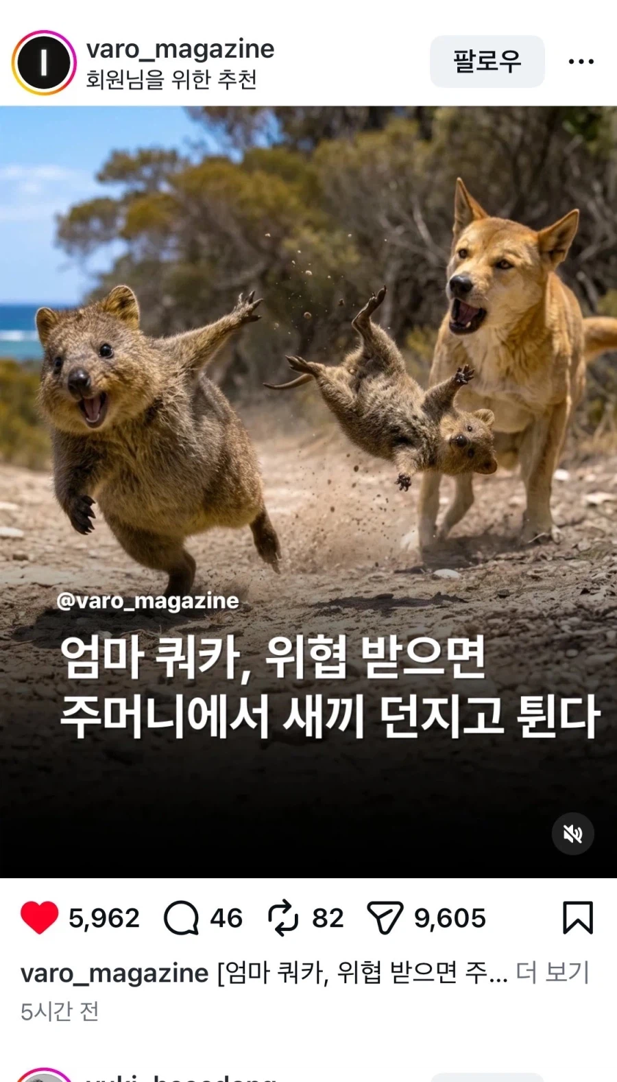 쿼카 설명 이미지